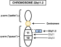 child:genetic-disorders:chromosome_22q11.2.png