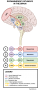 dopaminergic_pathways_of_the_brain_vertical_.png