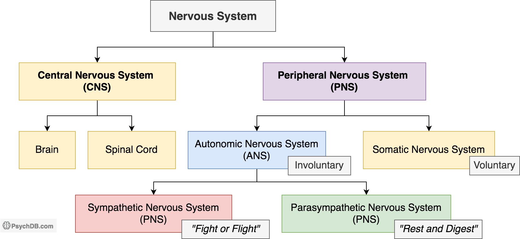 Introduction to the Autonomic Nervous System - PsychDB