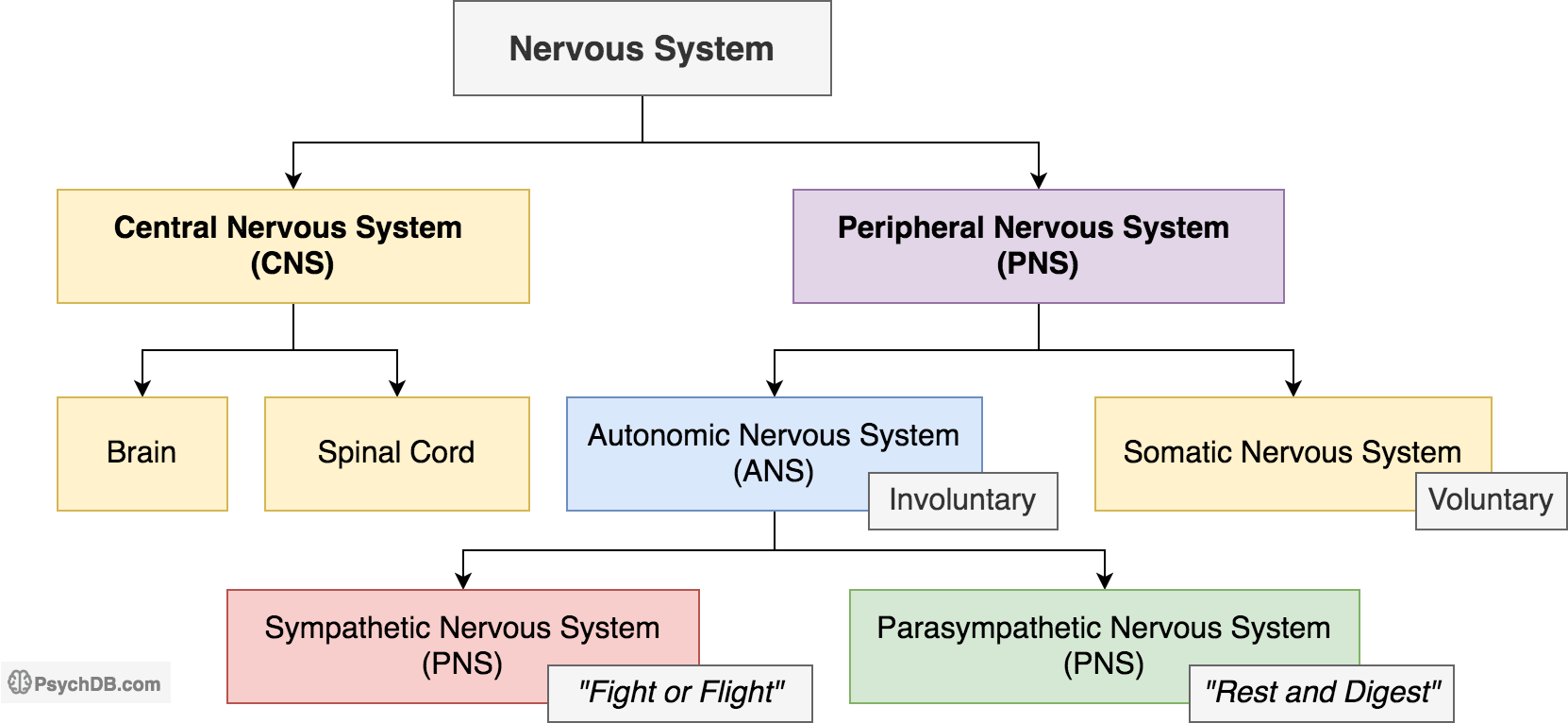 autonomic nervous system receptor chart