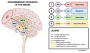 meds:antipsychotics:dopaminergic_pathways_of_the_brain_vertical_v3.png