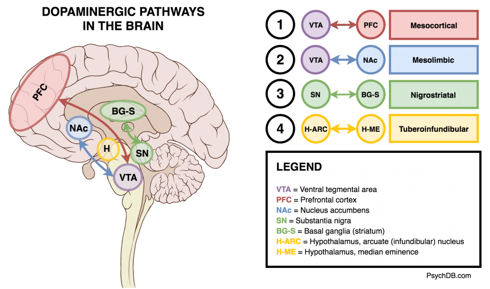 The four key dopaminergic pathways of the brain