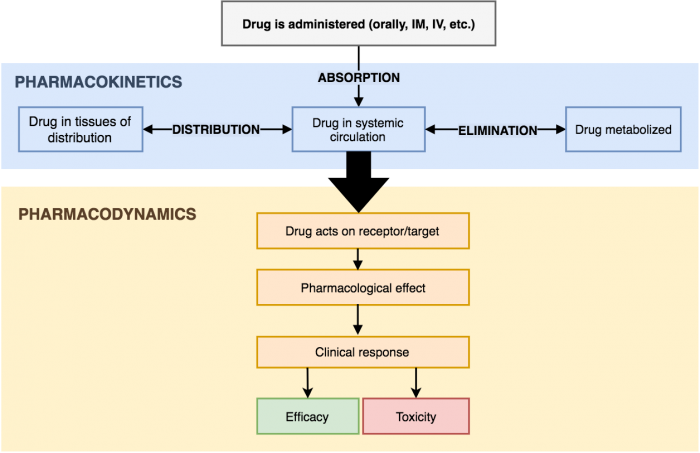  Pharmacokinetics and Pharmacodynamics