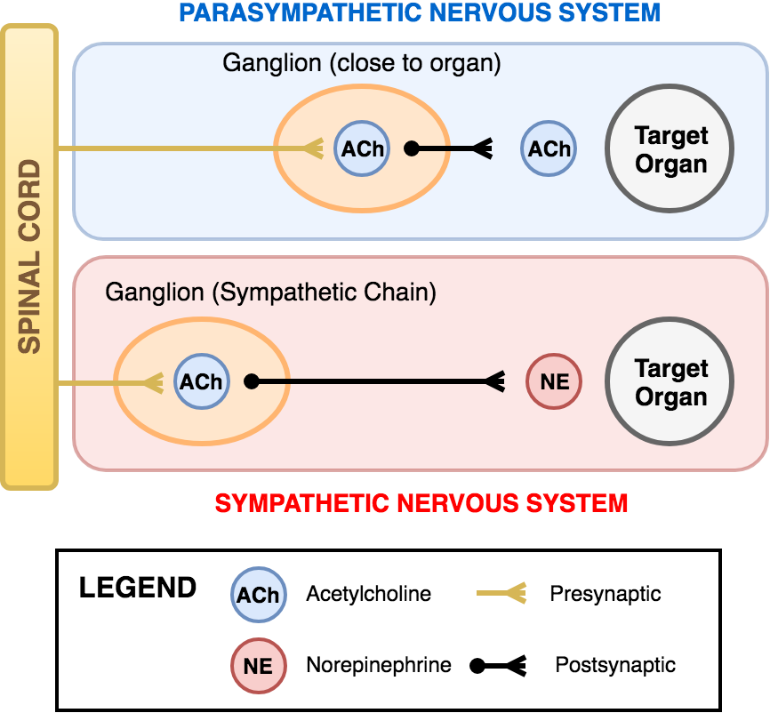 autonomic nervous system receptor chart