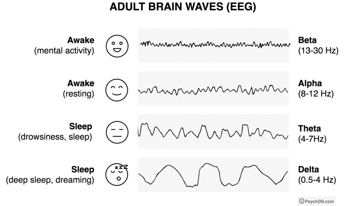 Adult Brain Waves (EEG)