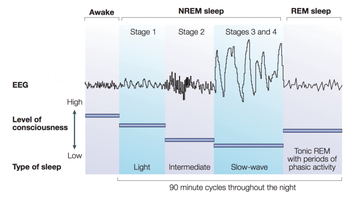 Stages of Sleep with Polysomnograph Recordings
